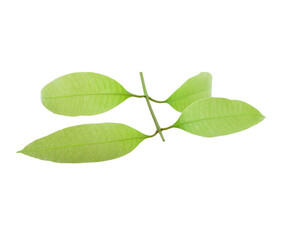 maprang leaf on a white background