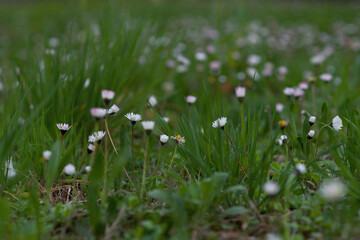 macro detail of a brushstroke of a colored paintingmeadow covered with many small daisies hidden in the tall grass