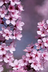 Rosa blühende Kirschbäume, der ideale Hintergrund für Ihr Grafikprojekt