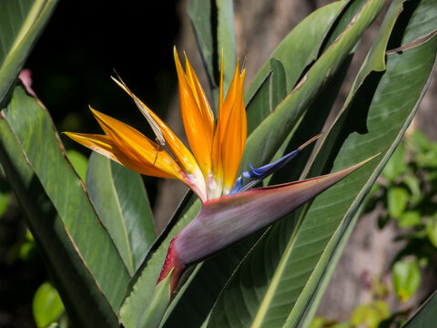 Strelitzia reginae, ave del paraiso