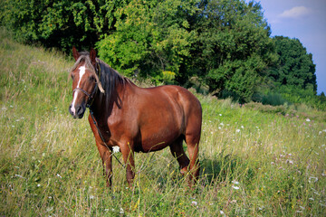 young brown horse close-up stands on the field among the grass in the summer