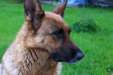 Sheepdog in the yard among the flowers. Portrait of a german shepherd.
