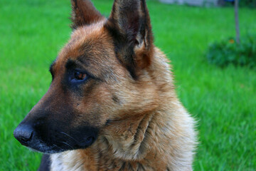 Sheepdog in the yard among the flowers. Portrait of a german shepherd.