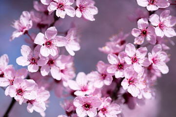 Der ideale Hintergrund für Ihr Grafikprojekt - Wunderschöne Nahaufnahme von rosa Kirschblüten