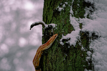 Snake in snow