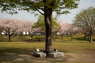 桜咲く公園に新緑の大樹とレジャー