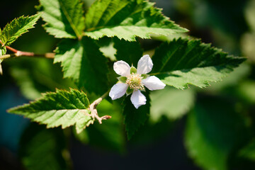 Raspberry flower on a bush