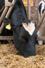 a cow consumes compound feed in a stall. close-up. milk farm.