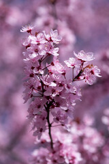 Rosa blühende Kirschbäume