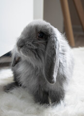 Sweet rabbit © Ruslan