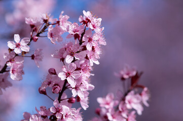 Wunderschöne Nahaufnahme von rosa Kirschblüten