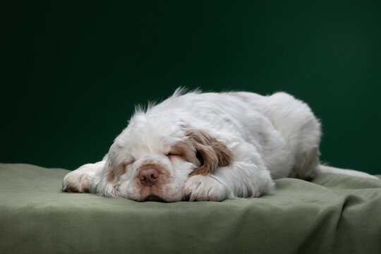 puppy sleeping on a green background. dog clumber spaniel 