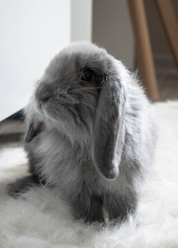 Sweet rabbit