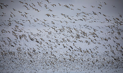 Thousands of migrating Snow Geese (Chen caerulescens) fly off from Bourget, Ontario, Canada
