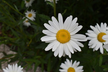 white daisies in a garden
