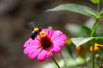 A bee flies and perches on the zinnia flower