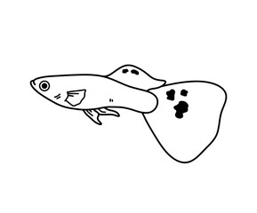 Guppy fish, a hand drawn doodle of a guppy fish with black spotted dots on its fins, also known as millionfish and rainbow fish, isolated on white background.