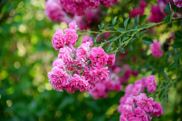 Beautiful rose in the garden