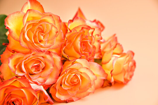 A bouquet of red and yellow roses are moving in the frame. A gift for a woman, mom or grandmother. Copy space