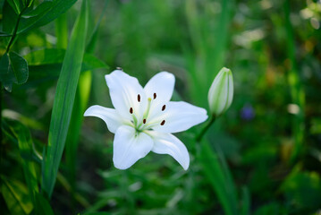 Fototapeta premium Blooming lily on a green background