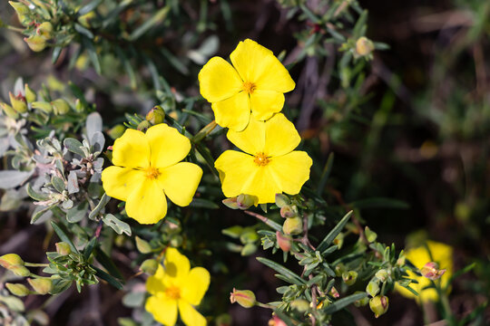 Yellow jagz, Halimium calycinum, is a species in the Cistaceae family Also know as Cistaceae Cistus calycinus L