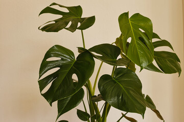 Monstera Deliciosa