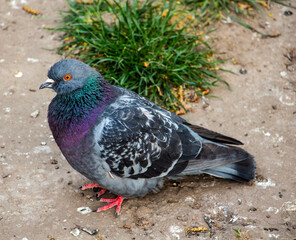 Beautiful gray blue dove looking at the camera