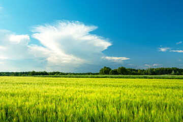 Green barley field and white cloud on the sky