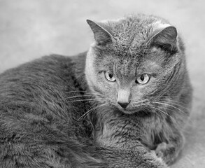Portrait of cat in black and white
