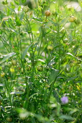 Linum usitatissimum. Green plants bachground with flax seed capsules and blue flowers. Selective focus. Vertical. Summer time harvest of edible organic grain and grass for making natural fiber