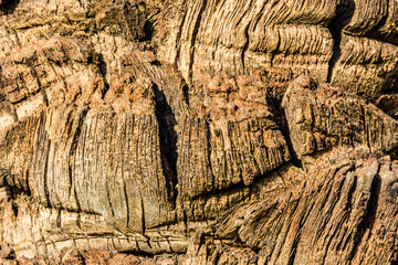 Texture of the palm tree trunk for background