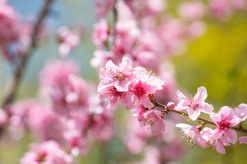 분홍색이 아름다운 개복숭아꽃 