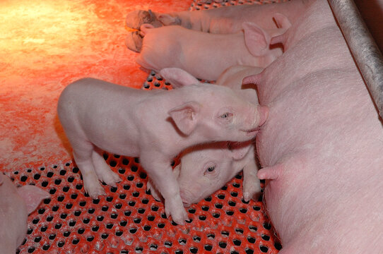 Elevage de porc. Truie et porcelets en train d'allaiter