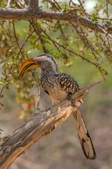 southern yellow-billed hornbill, Tockus leucomelas, on a branch, Namibia