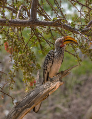 southern yellow-billed hornbill, Tockus leucomelas, on a branch, Namibia