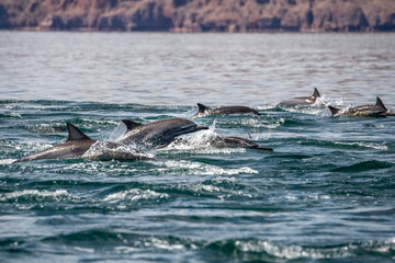 baja california dolphins swimming in the blue sea Loreto Bay