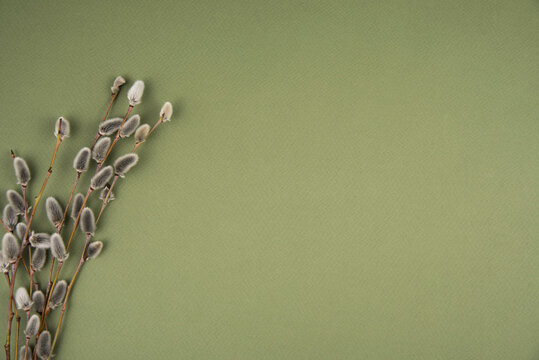 willow twigs on a green background. space for text. top view