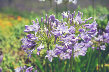 Blue Agapanthus Flowers. Retro Effect