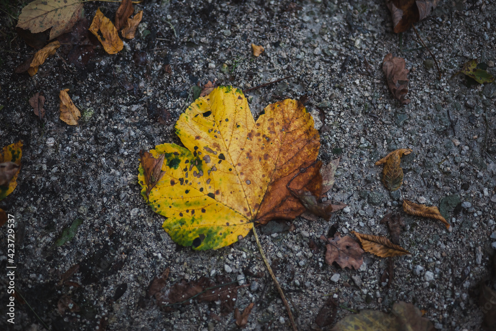 Wall mural yellow leaf on the ground