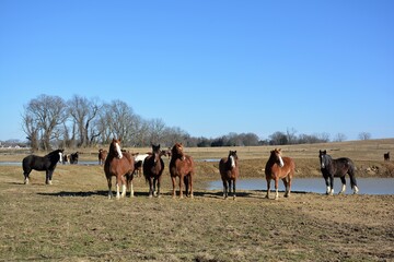 herd of horses