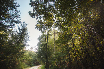 sun shining through trees