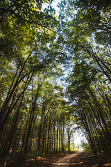 Fototapeta premium trees in the forest