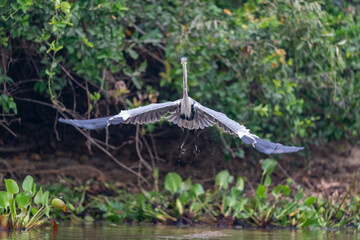 The Cocoi heron (Ardea cocoi)