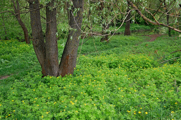 Willow tree grows on a lawn with many flowering celandine and others