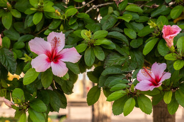 Portugal - October 21, 2019: Close Shot Of Beautiful Pink Hibiscus Flowers On A Tree In Portugal. - 423730710