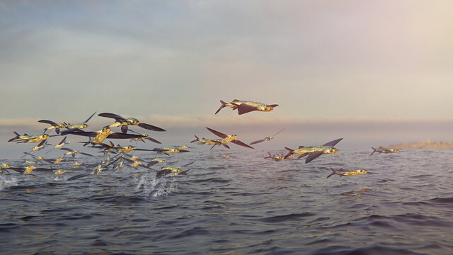 flying fish, group of Exocoetidae jumping out of the water