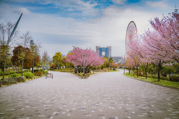 Cherry Blossom park and giant wheel at Odaiba in Tokyo