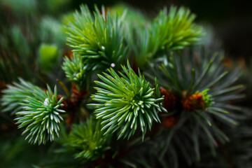 Young pine branch with green-blue needles on the background of spruce