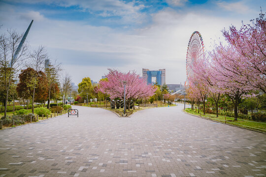 Cherry Blossom park and giant wheel at Odaiba in Tokyo