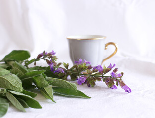Obraz na płótnie Canvas Medicinal herb Salvia officinalis isolated on white background. Sage tea and sage leaves. An infusion made from sage leaves. Medicinal herb Salvia officinalis. The concept of healthy nutrition.